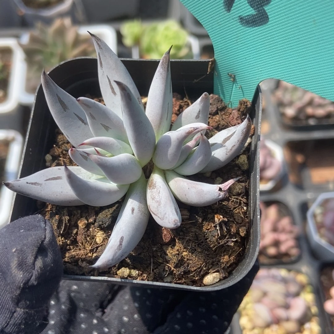 13魔爪多肉植物保护