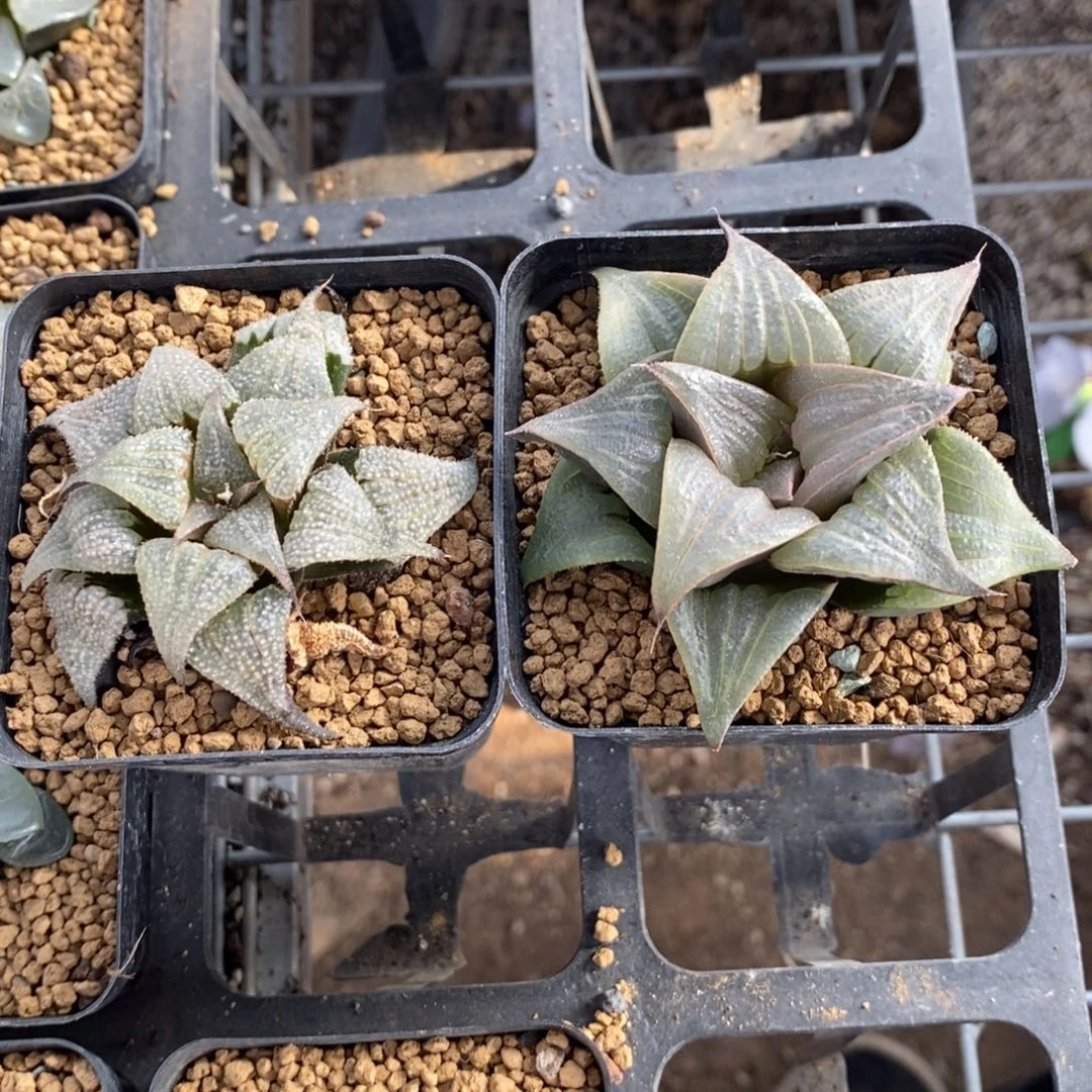 l***11445 两颗一起 超级福利