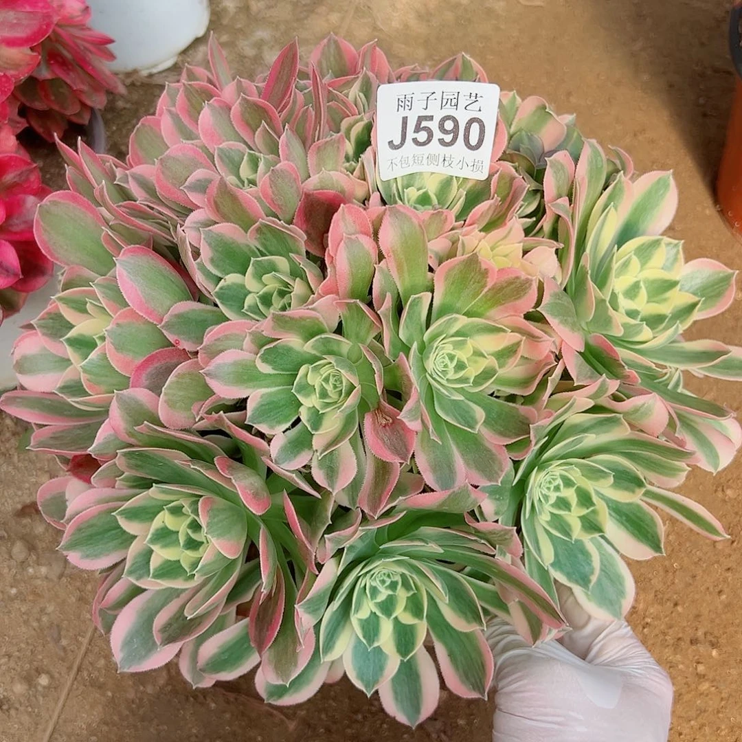 590白凤尺寸30左右