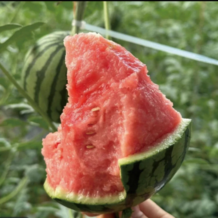 1粒袖珍小西瓜2斤以上手撕皮薄新鲜巨甜现摘小吊瓜包邮2k山东省