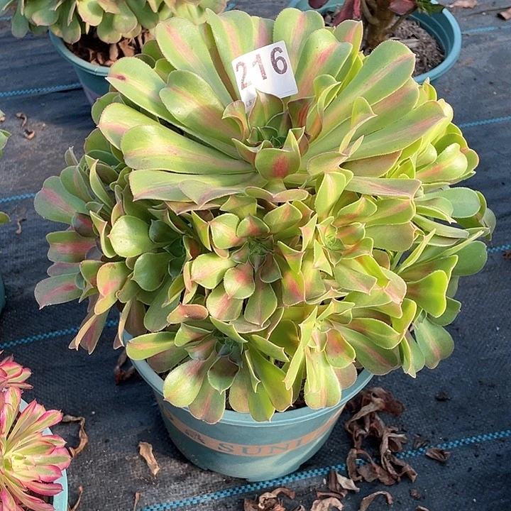 粉女巫中斑216 冠幅28