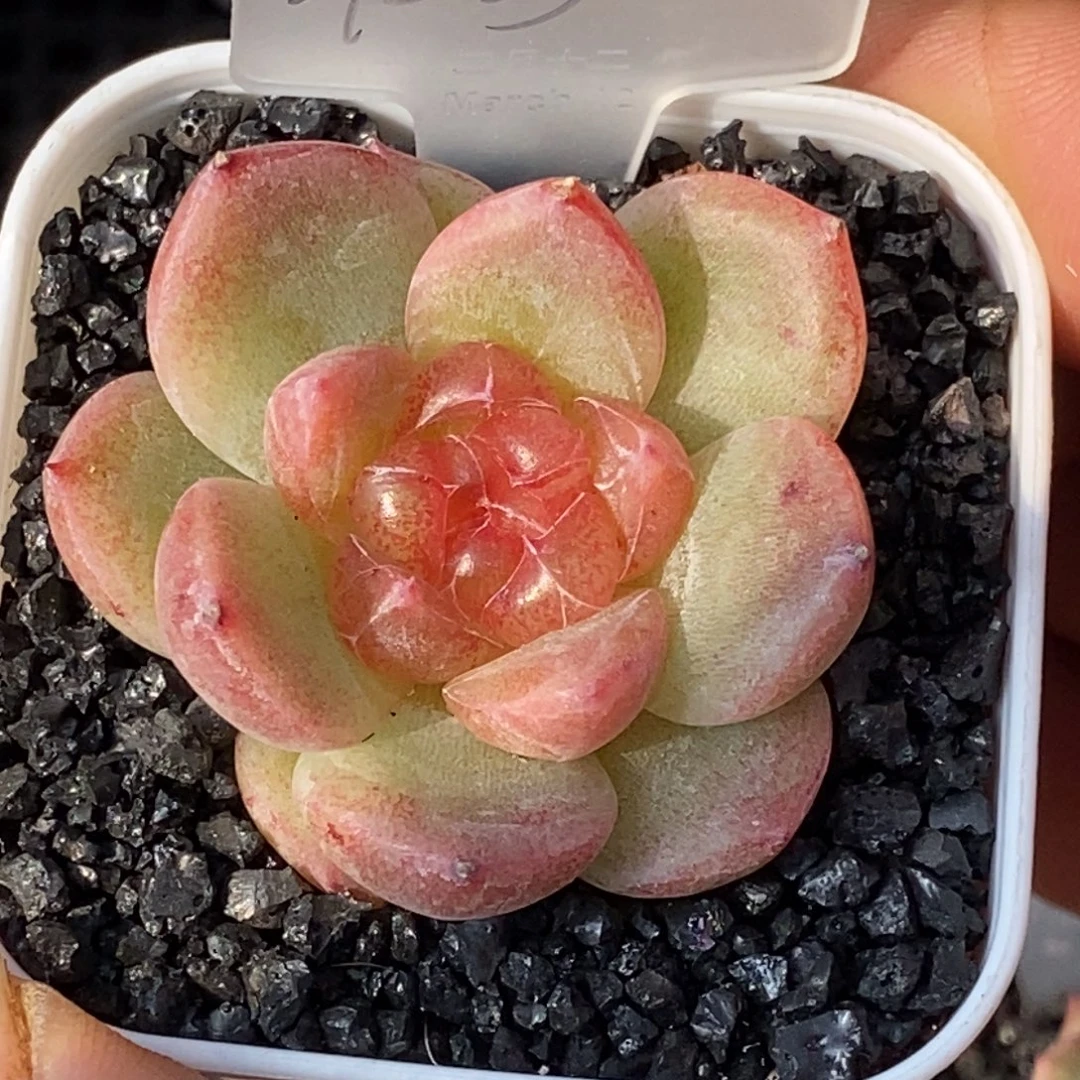 天官赐福百无禁忌