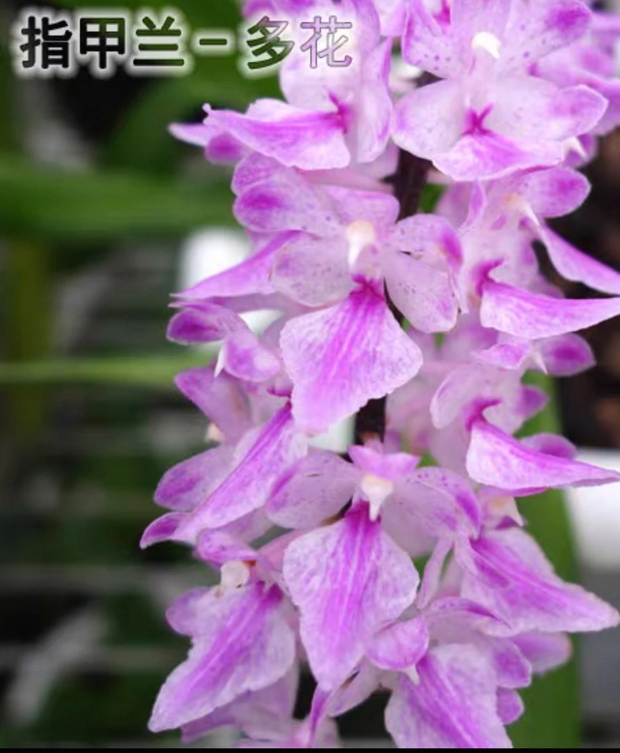 【指甲兰】 云南基地直发
