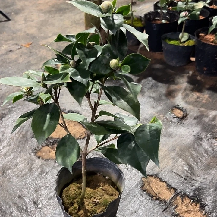 大部分花苞少量开放，超五