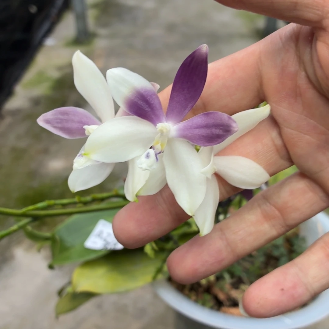 当前无花朵，栽培后可花朵A2723八寸美式盾