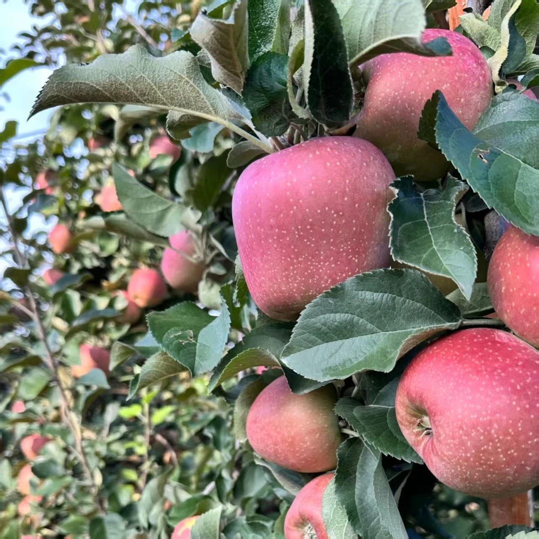 昭通（巨丑苹果）1斤 尝鲜装