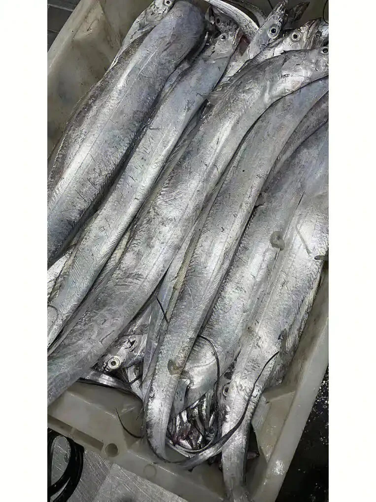 【鲜出海现称大油带鱼点这里】宁波石浦海鲜东海海捕大油带鱼小眼睛