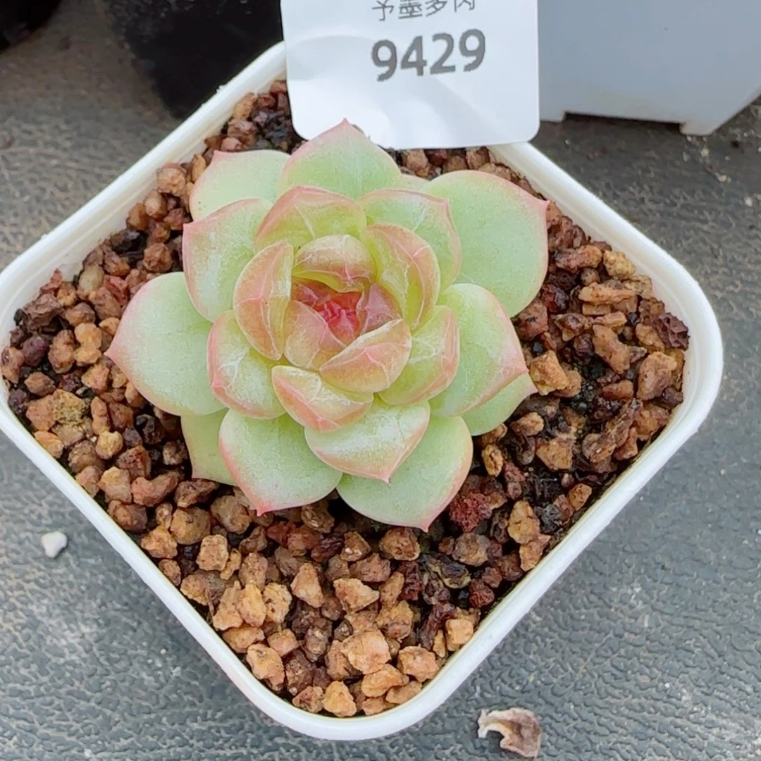 甜心，9429多肉植物