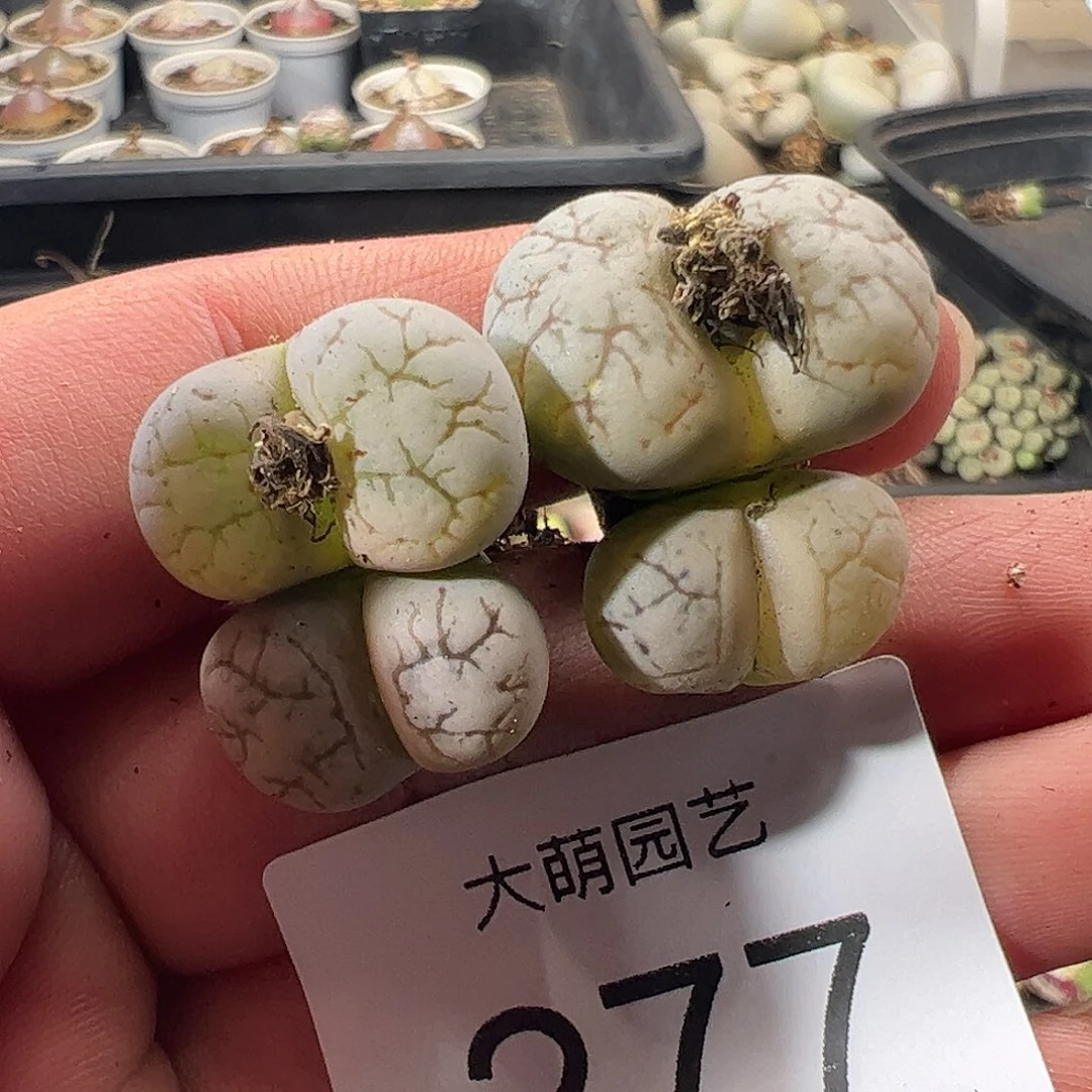 一物一拍。       277