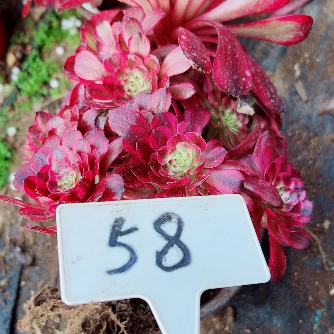 多肉植物美肌法师