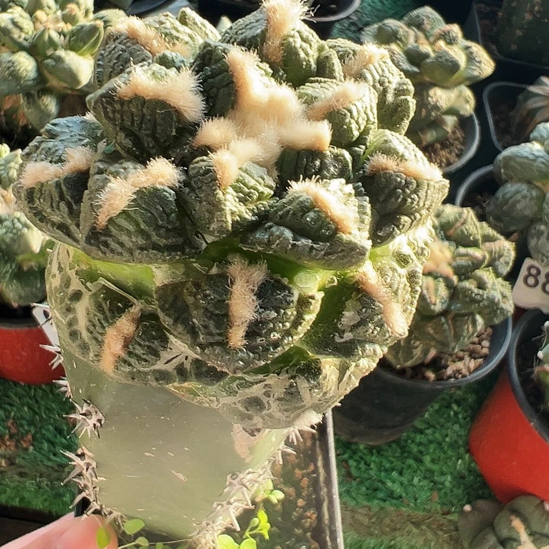 无花朵福利龟甲牡丹026