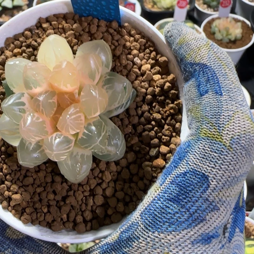 32OM锦糊斑锦 5.2 厘米左右一物一拍带盆