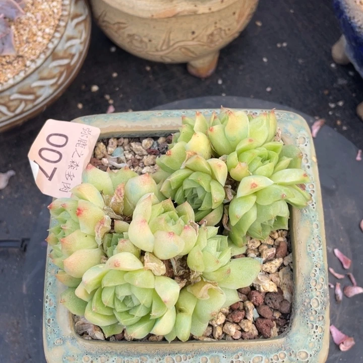 弥鹿之森一物一拍
