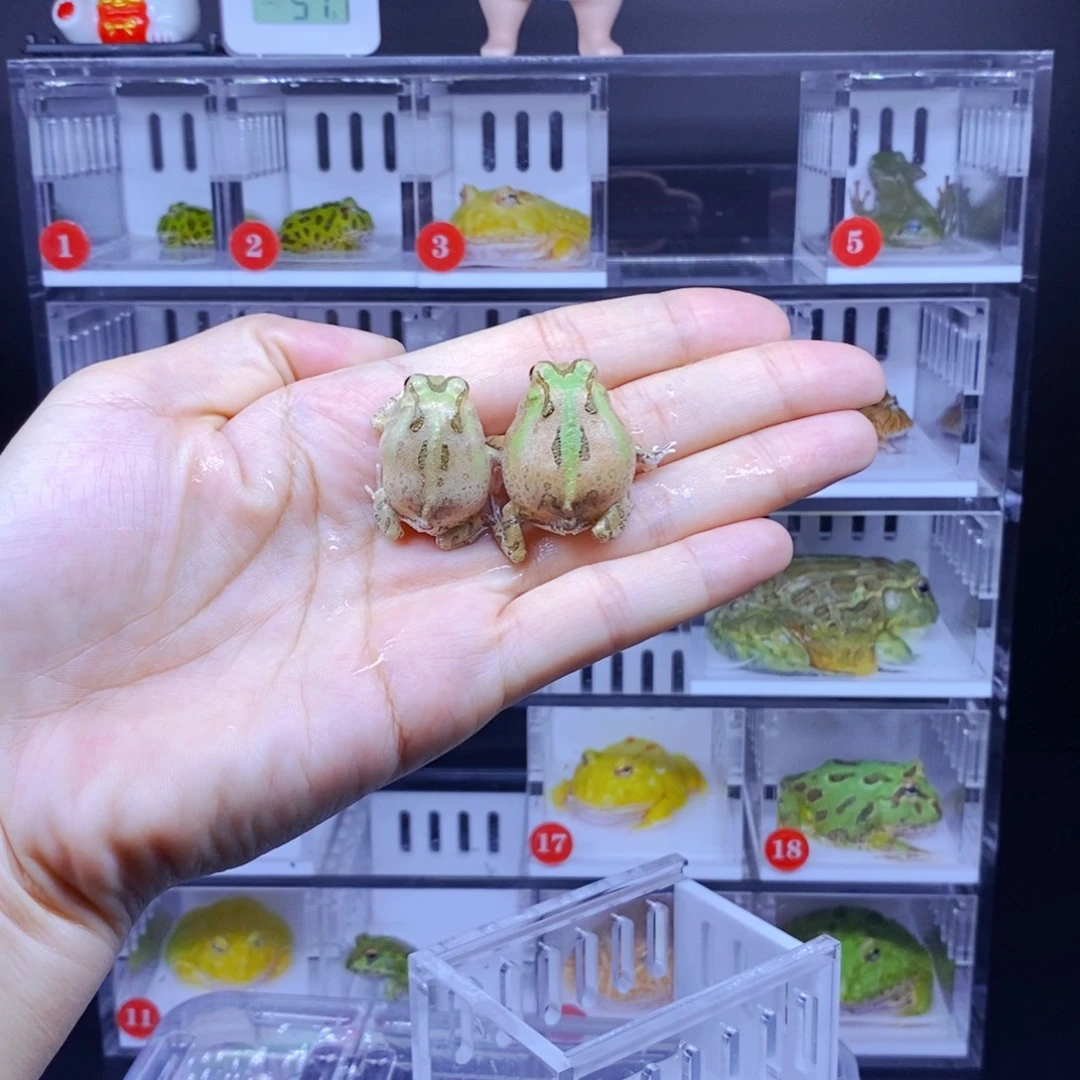 群***山角蛙角蛙3-10cm闪购专享链接