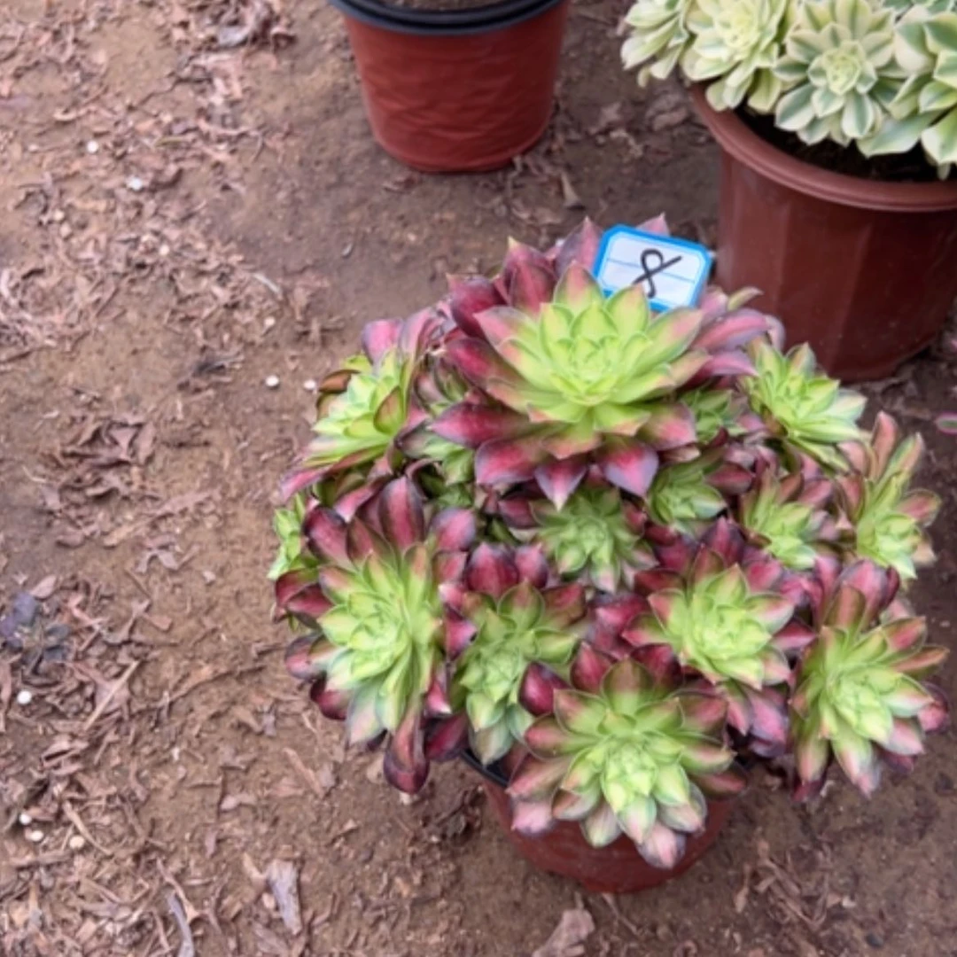 【闪购商品】多肉植物绍华8