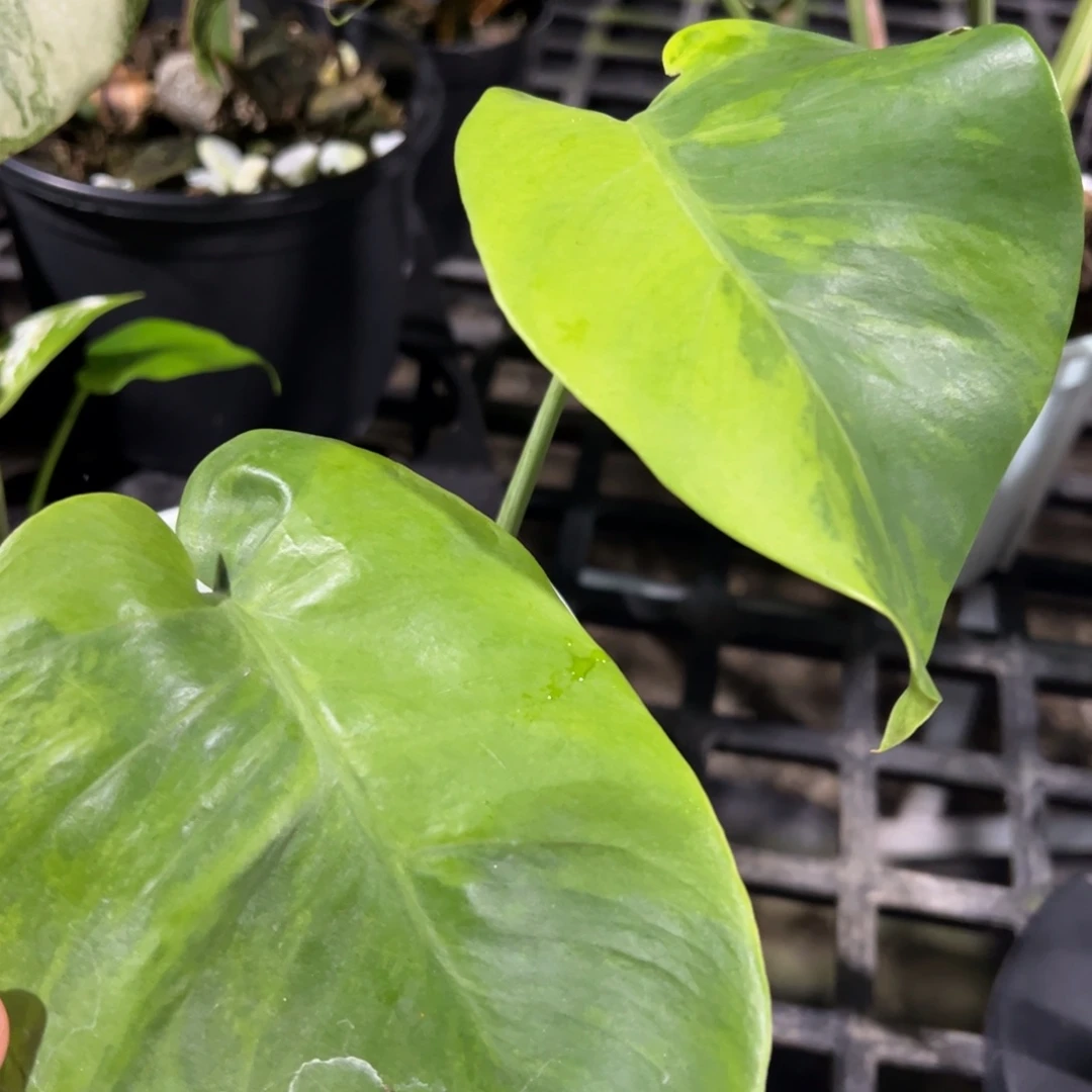 完全开放绿珊瑚一段两叶