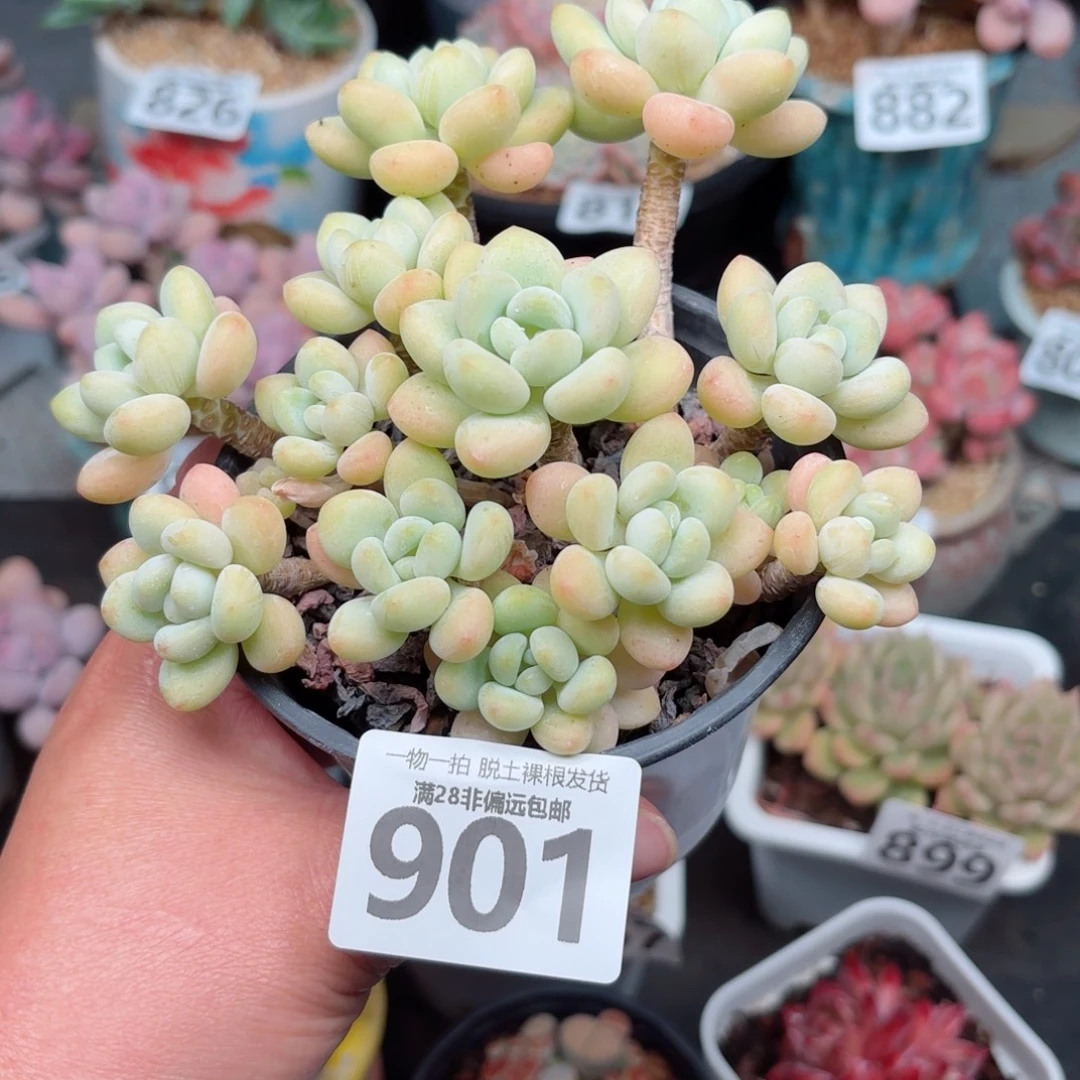 奶白糖无盆土发货