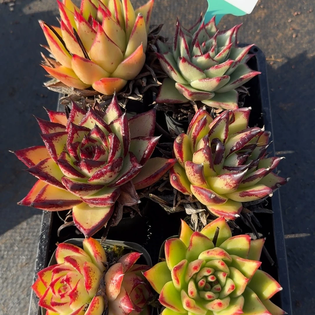 从前慢花园多肉编号1115-16