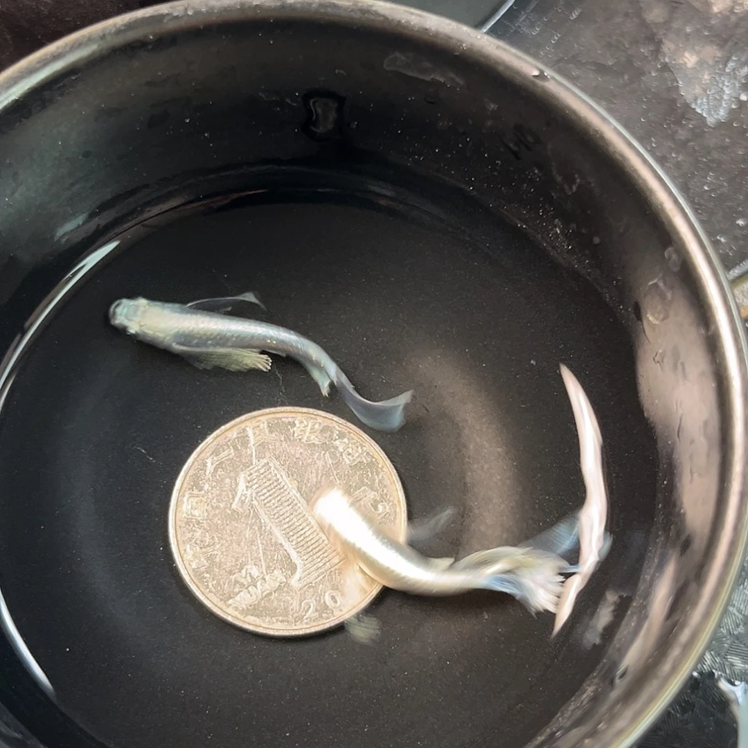 青鳉鱼长鳍天使之翼2条40号