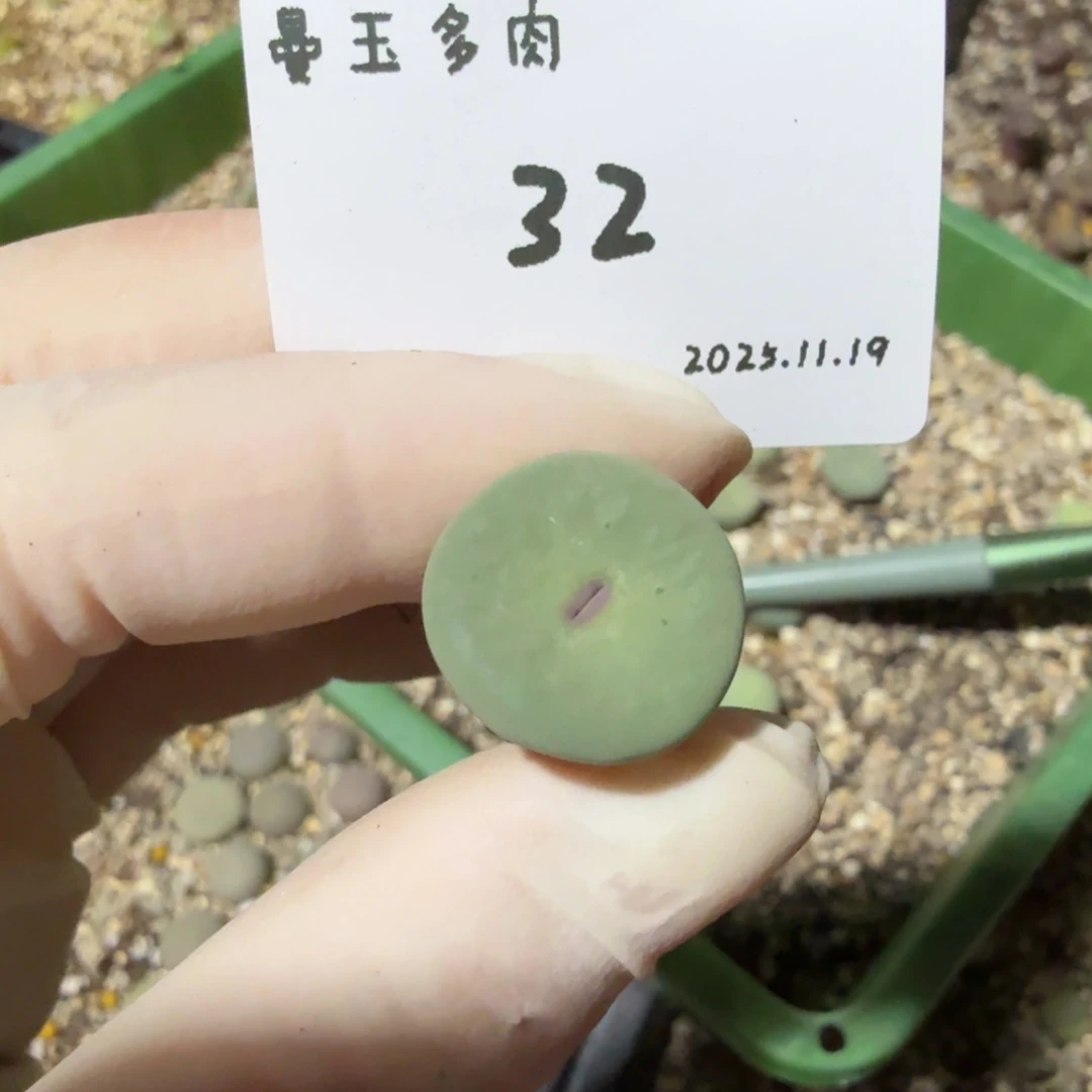 举****多肉多肉多肉11.19-032