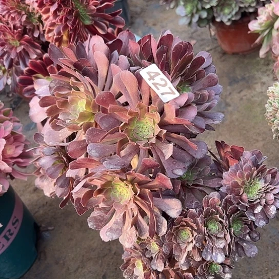 向****多肉植物一个微瑕妖427