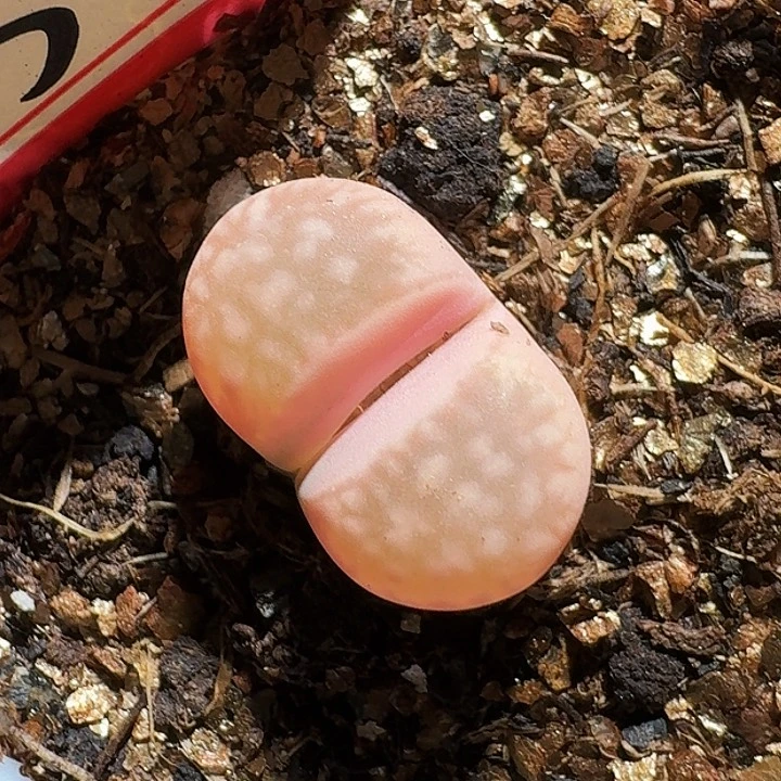 S****o生石花233:/。  1