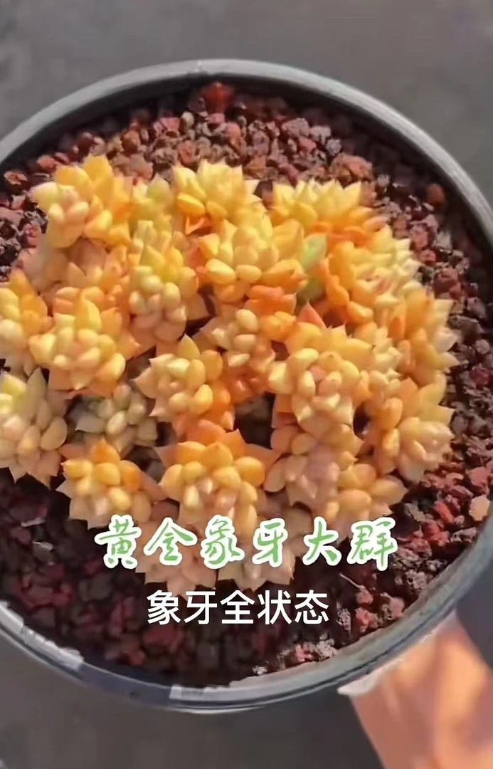 【韩版象牙群生】多肉植物盆栽新手老桩绿植盆栽好养活