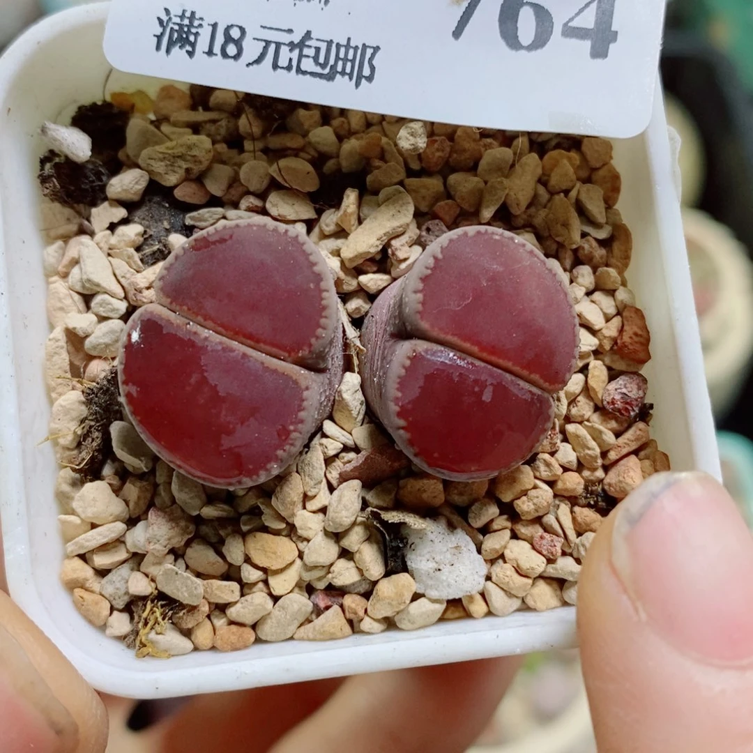 生石花花花花花花花764