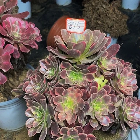 金丝雀老桩捧花法师815号