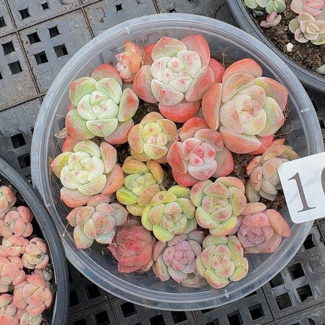 多肉植物多肉植物163