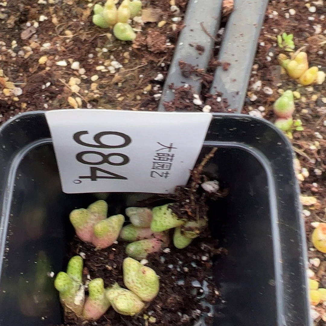 壹***媛一物一拍。          984