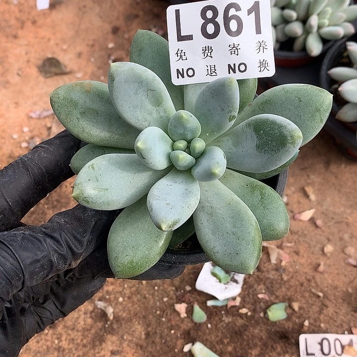 胖哥特大单头 多肉植物，9.28号发
