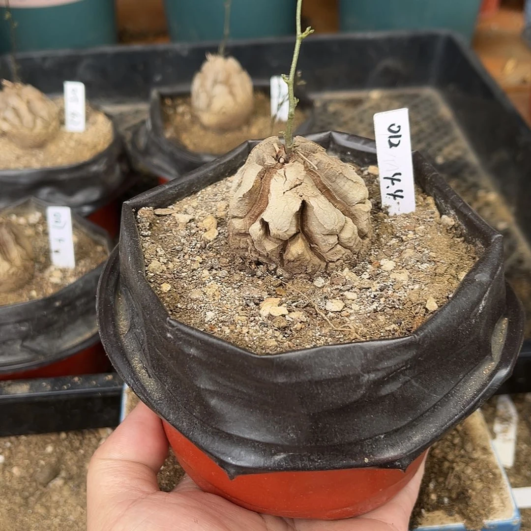 012南非块根龟甲龙