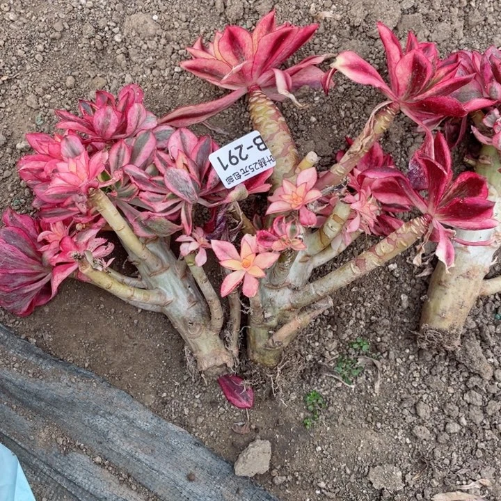 红***a291魅影2颗多肉12345678du