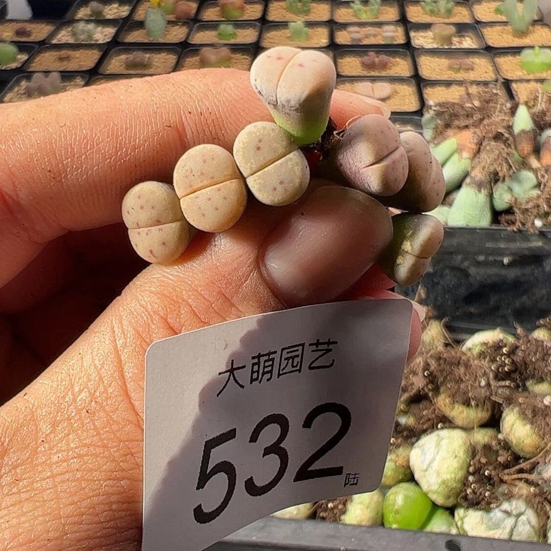 一物一拍。         532