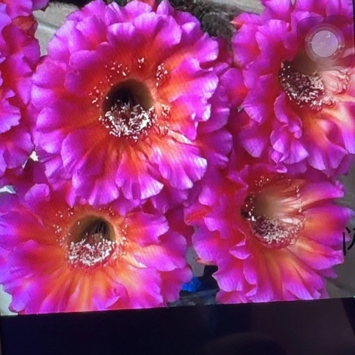 闪耀侧芽4公分彩草