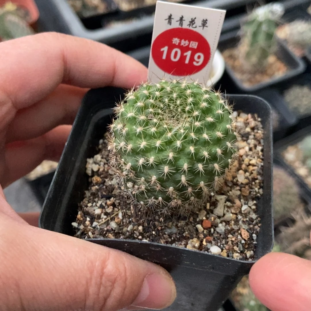 实生黄花宝山一颗仙人球