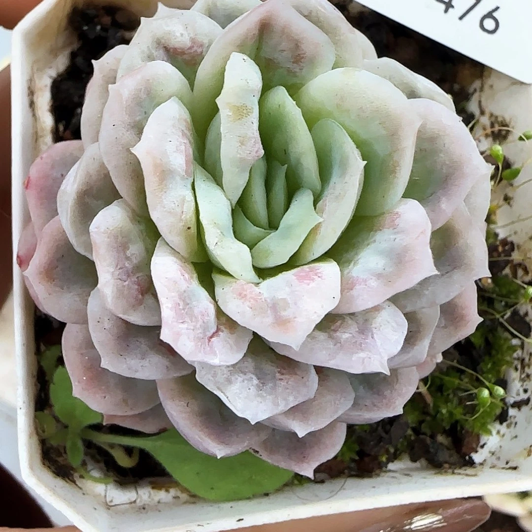 飞**鱼476哈蒂斯锦多肉植物