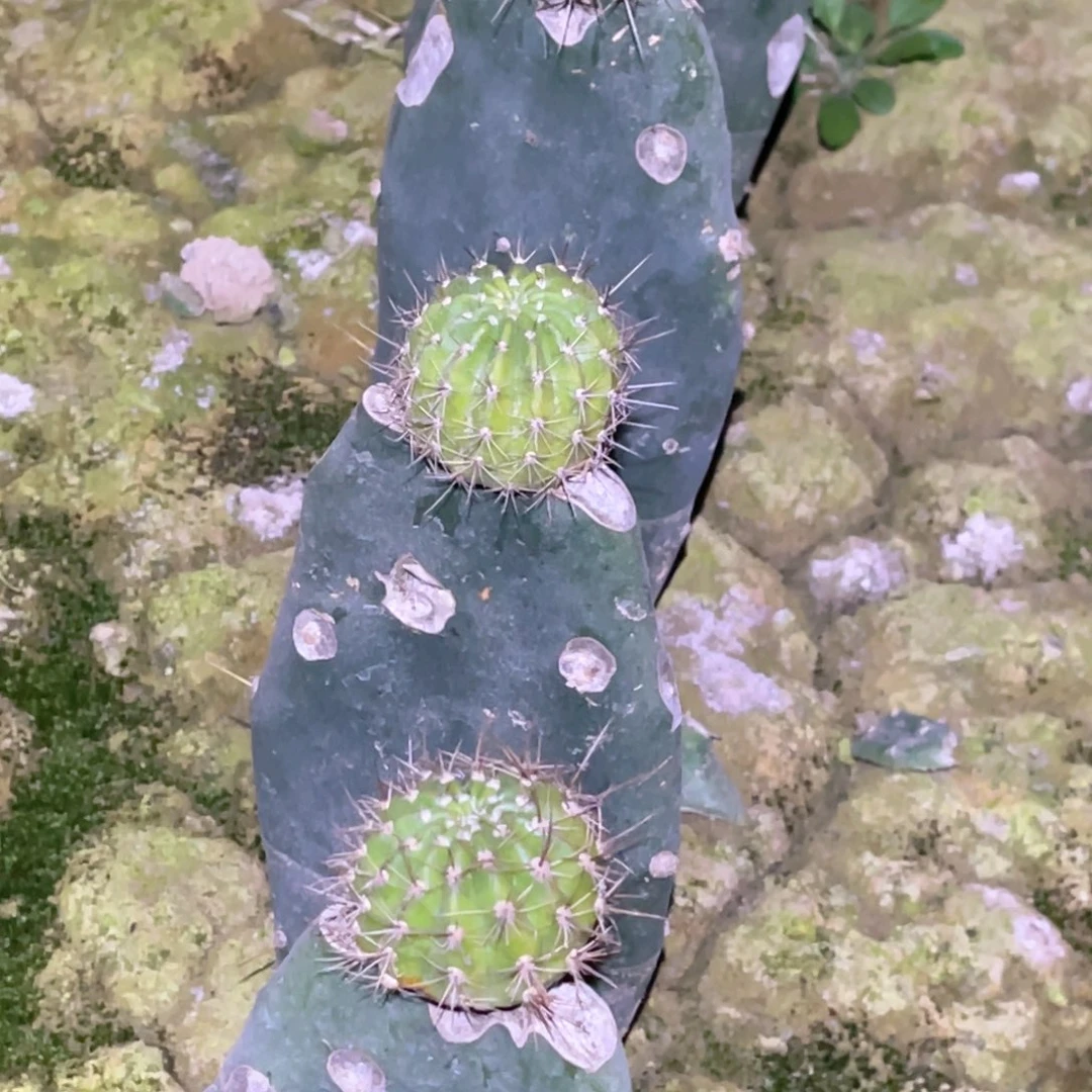 晓***蓉阳光明媚嫁接 黄大刺带根