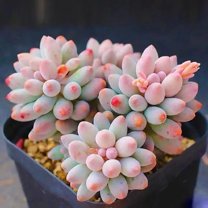 婴儿手指脱土发货(拼满15元包邮)多肉植物阳台露台办公室绿植植