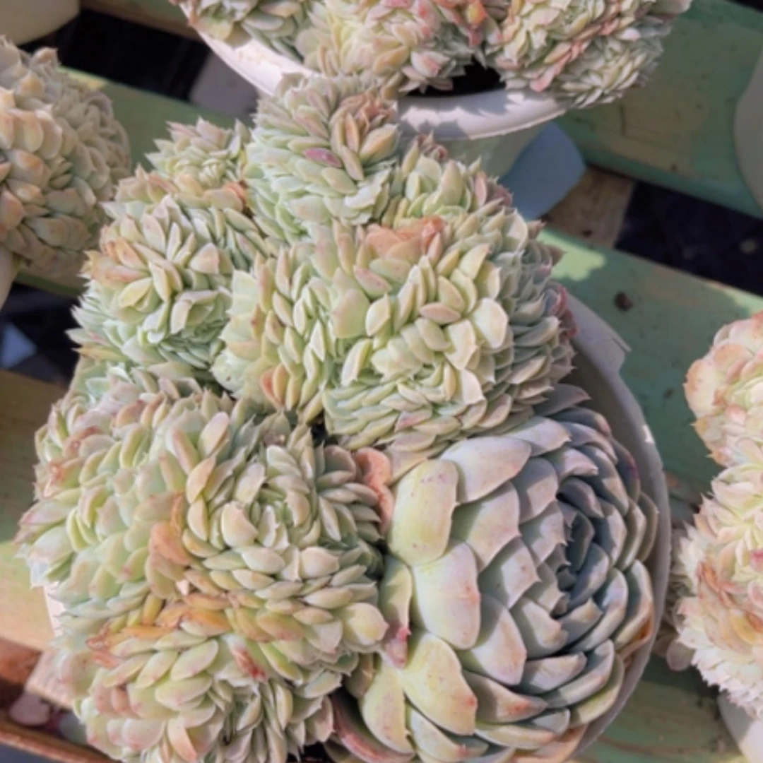 【闪购商品】冬*燒香妃缀02100