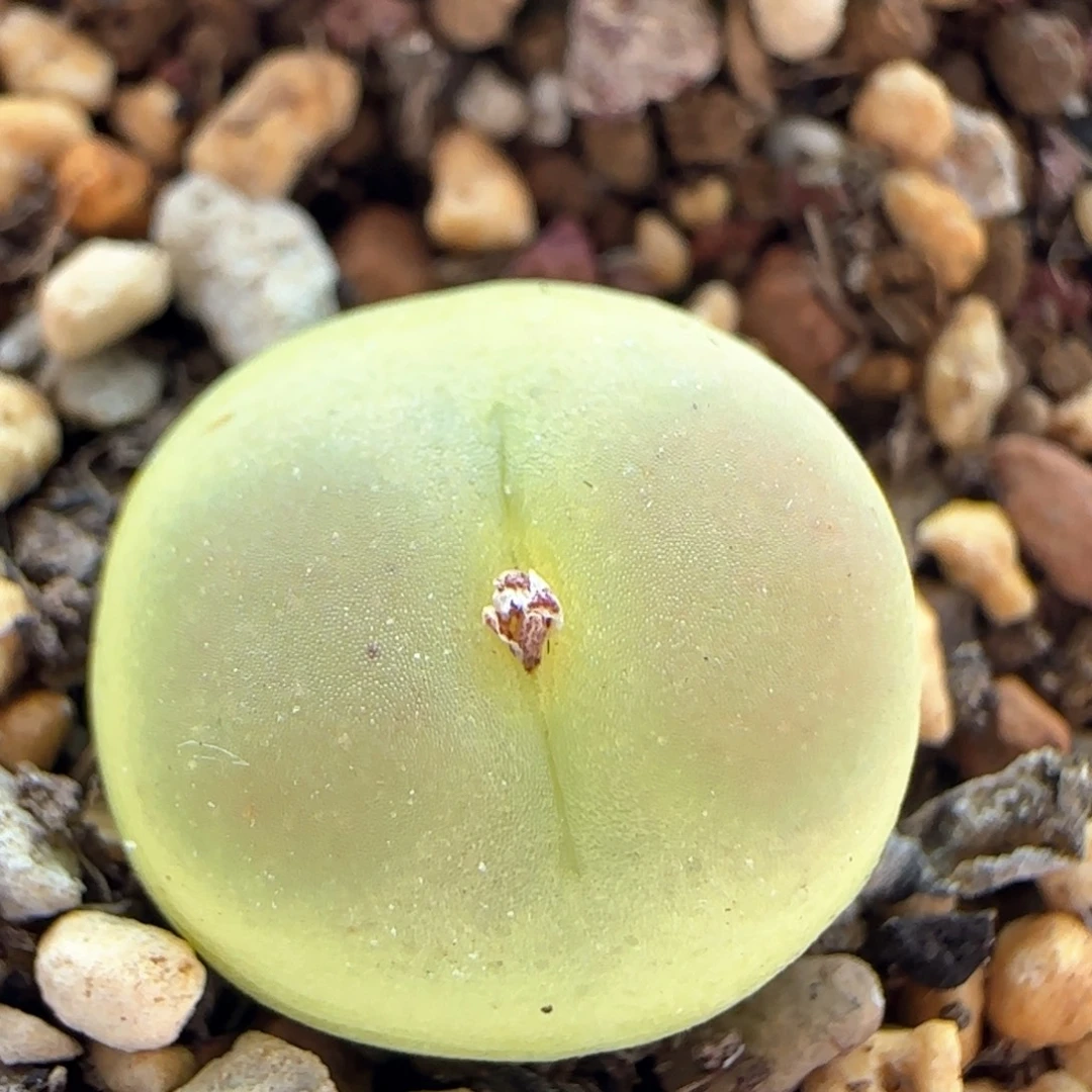 7004 大白多肉植物园