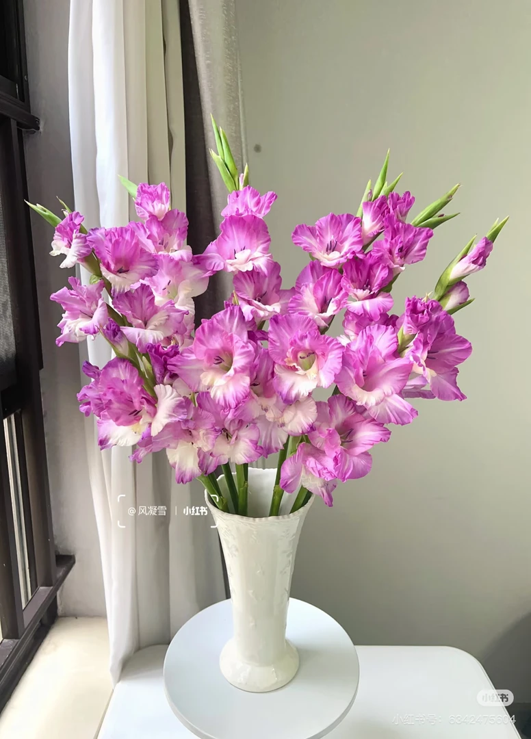 【朱丽叶】剑兰鲜花基地直发顺丰包邮