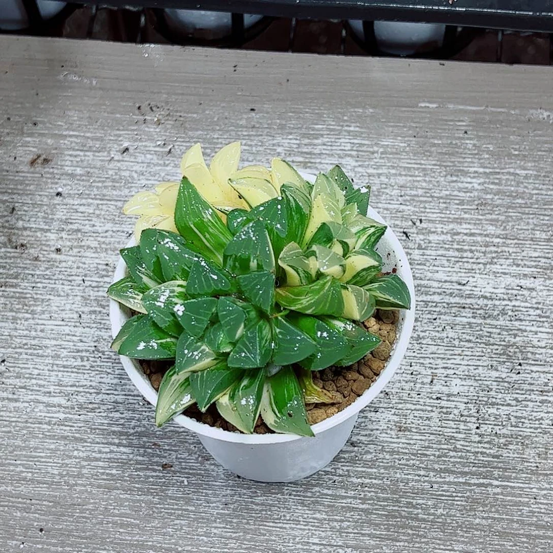 姬寿锦玉露多肉植物