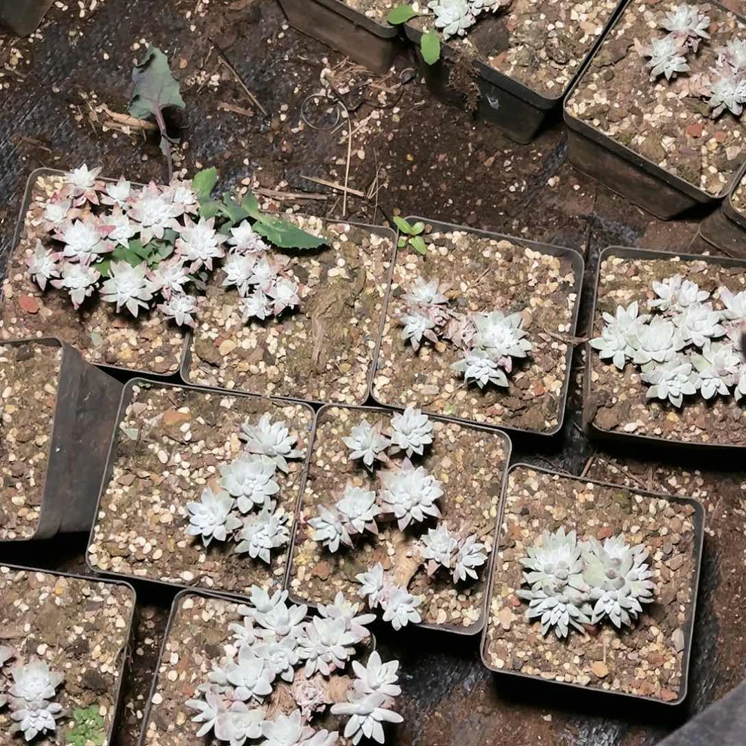 白菊仙女杯多肉10盆