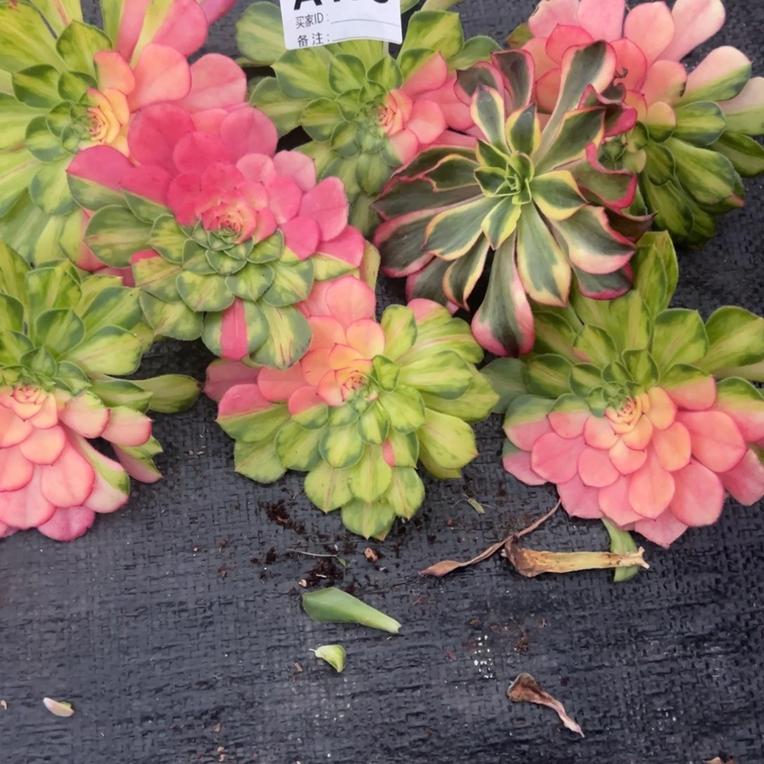 冷*精品多肉植物175