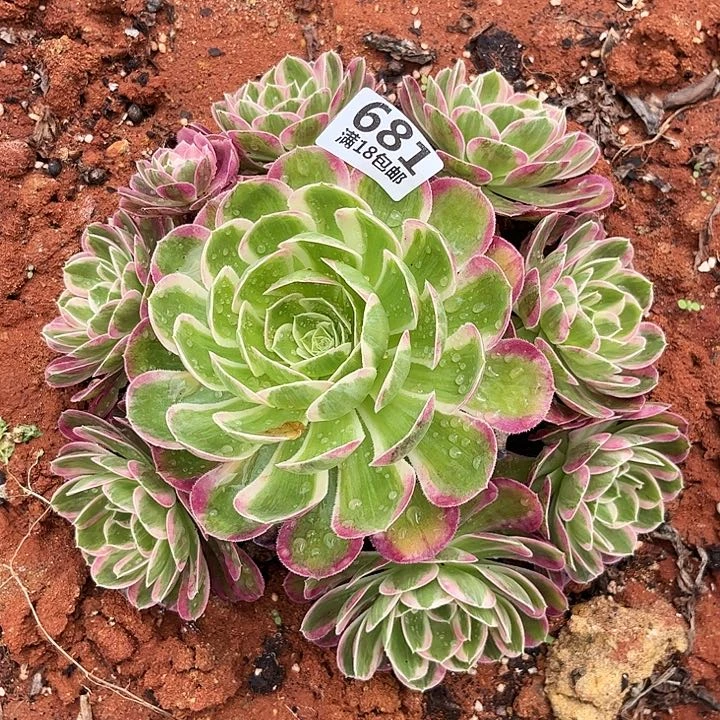 云南多肉孔雀翎朵朵618