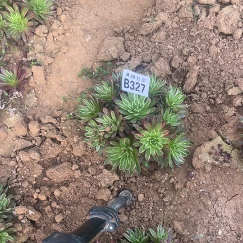 327凤凰锦不包断枝