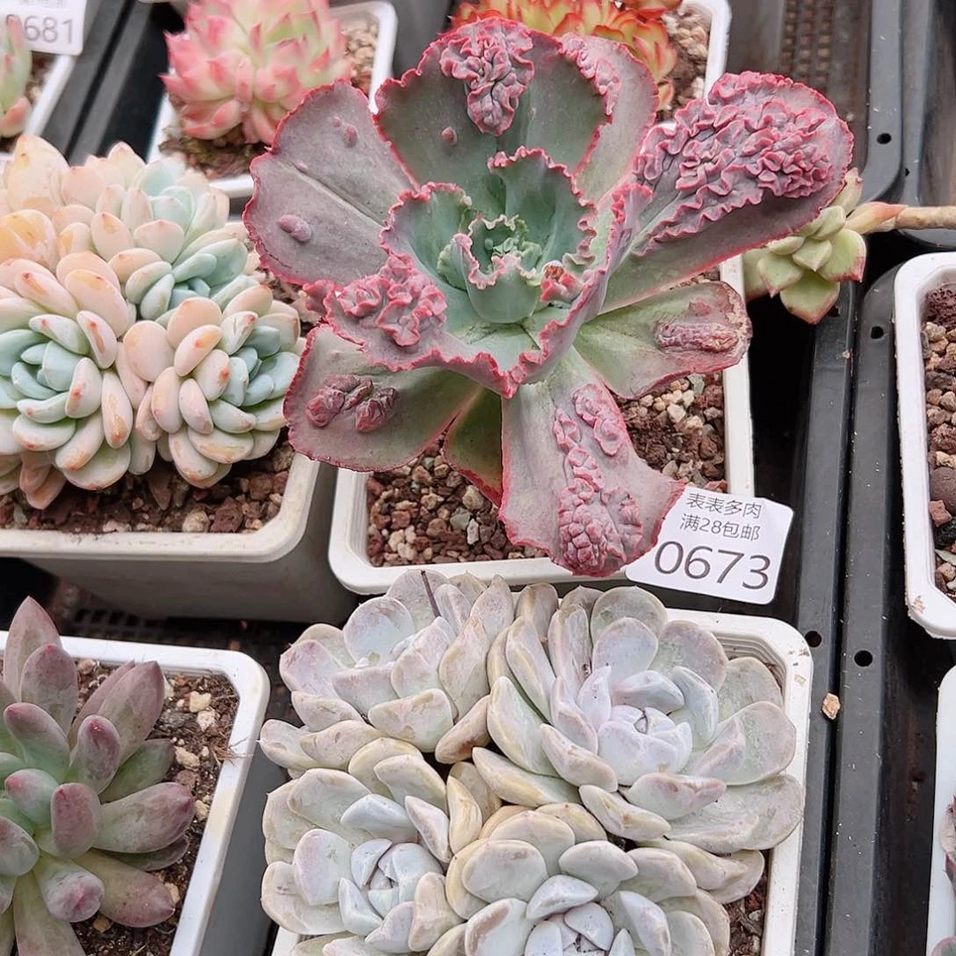 娜***吖多肉一物一拍植物0673