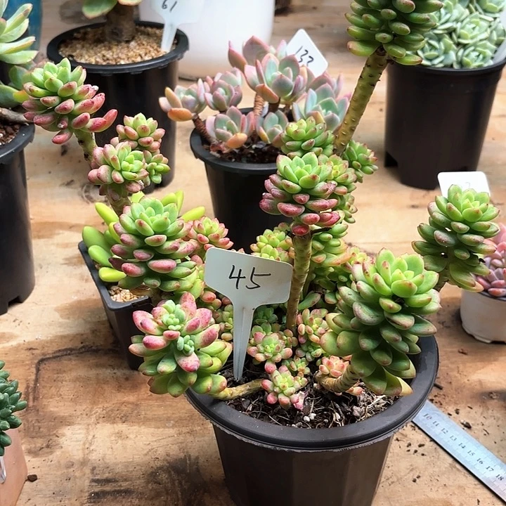 ᥫ***࿐多肉植物，香格里拉45号